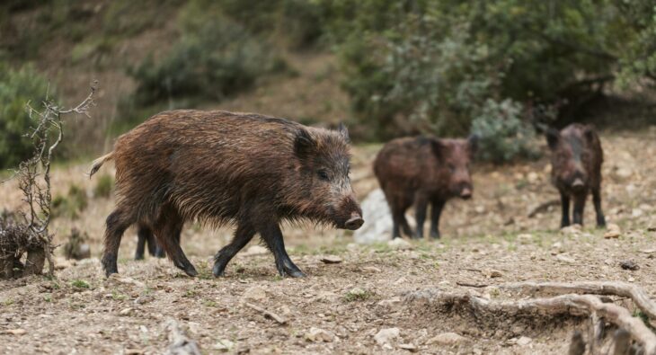 Jagd auf Wildschweine – was sollte man wissen?