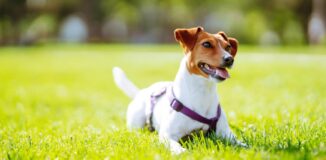 Milben beim Hund