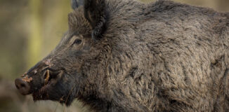 Hygiene und Frische – Wildbret richtig lagern