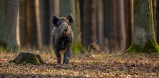 Temperaturzonen für verschiedene Wildarten