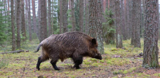 Unterschiede zwischen einer Kühlzelle und einer Wildkammer