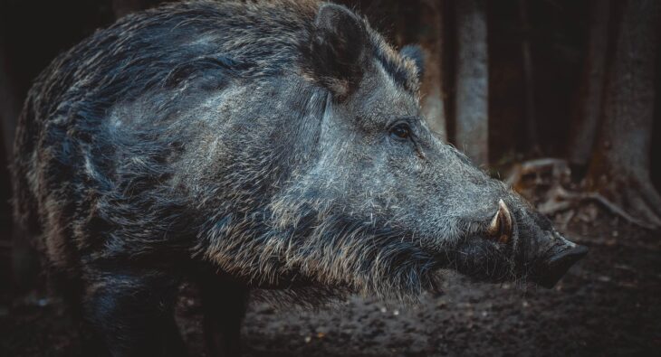 Vorteile einer integrierten Kühlzelle für Jäger
