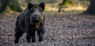 Wildkühlschrank draußen – Die besten Modelle für Jagd und Outdoor-Aktivitäten