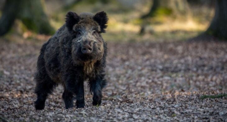 Top Outdoor Kühlschränke für Jäger und Abenteurer: Die ultimativen Modelle 2025 im Vergleich!