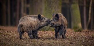 Warum ein Wildkühlschrank im Freien für Jäger ?
