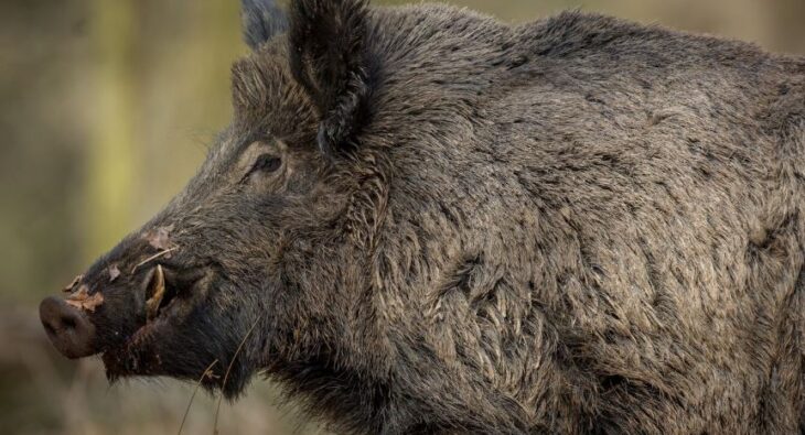 Warum Sie als Jäger nicht ohne Kühlzelle auskommen können – Alles, was Sie heute wissen müssen!